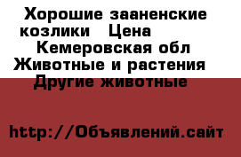 Хорошие зааненские козлики › Цена ­ 2 500 - Кемеровская обл. Животные и растения » Другие животные   